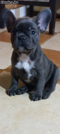 Francia bulldog kölykök eladók