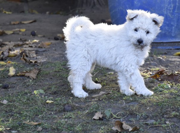 Csillagzápor kennel pumi kiskutyái