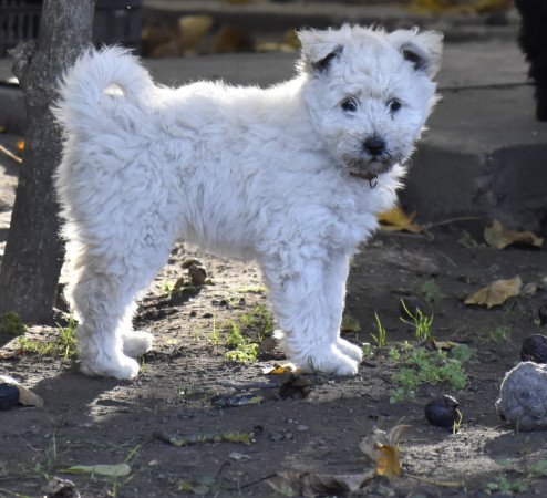 Csillagzápor kennel pumi kiskutyái