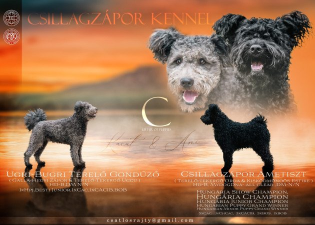 Csillagzápor kennel pumi kiskutyái