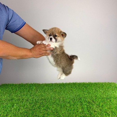 Pembroke Welsh Corgi