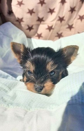 Yorkshire terrier