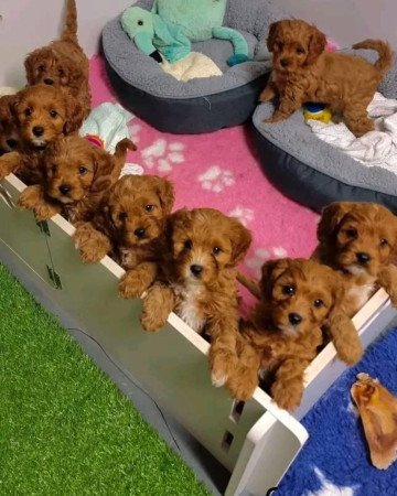 Gyönyörű Toy Poodle kölykök kaphatók