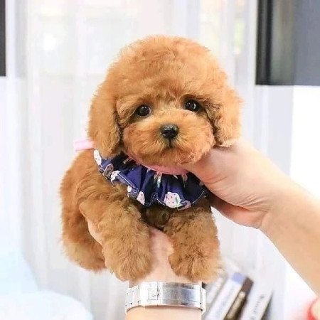 Gyönyörű Toy Poodle kölykök kaphatók