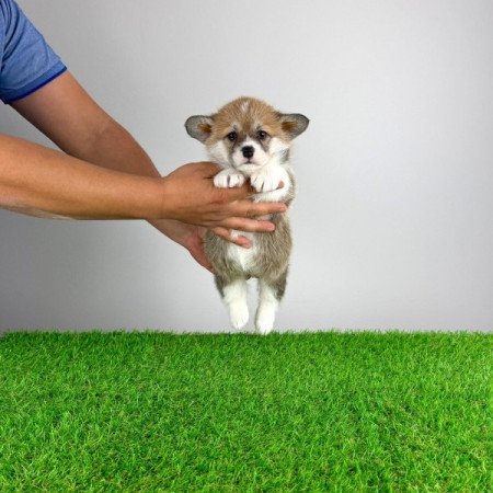 Pembroke Welsh Corgi