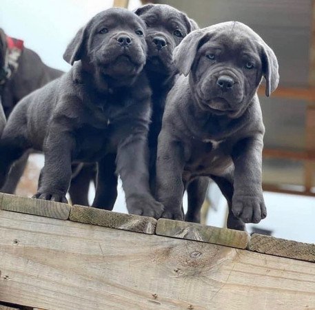 Cane Corso kölykök kaphatók