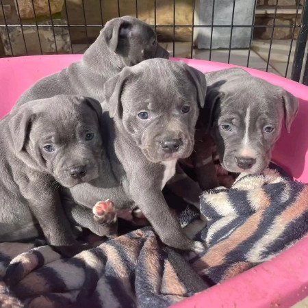 Cane Corso kölykök kaphatók