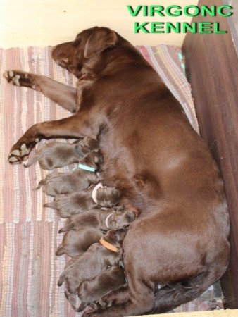 Labrador Retriever