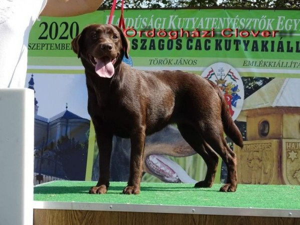 Labrador Retriever