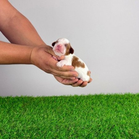 Cavalier King Charles spániel