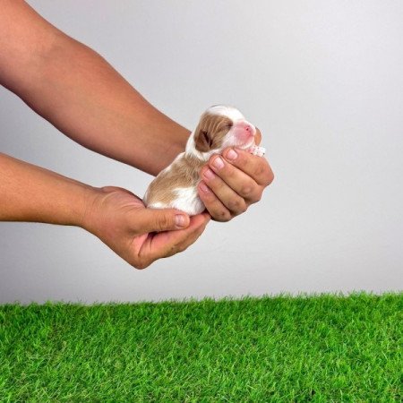 Cavalier King Charles spániel