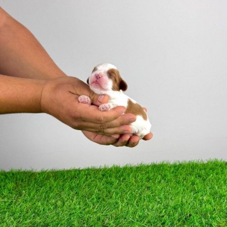 Cavalier King Charles spániel