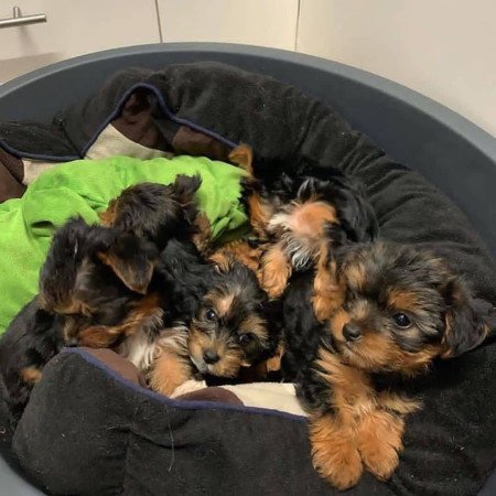 Gyönyörű Yorkshire terrier kölykök