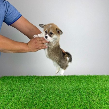 Pembroke Welsh Corgi
