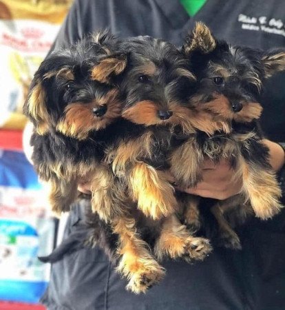 Gyönyörű Yorkshire terrier kölykök