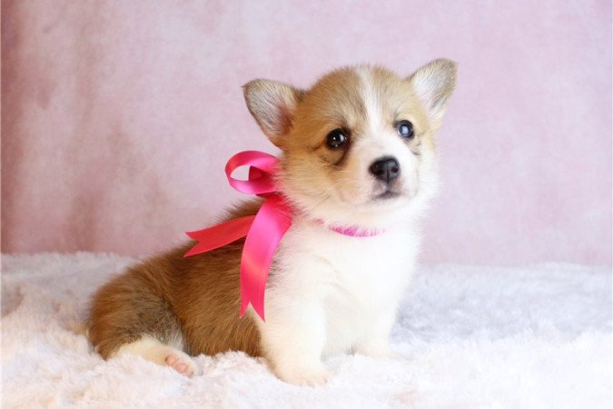 Pembroke Welsh Corgi kölykök