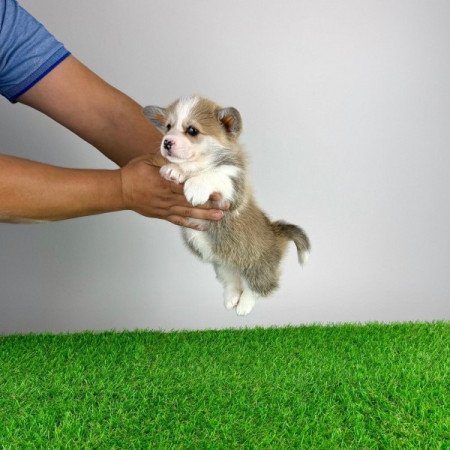 Pembroke Welsh Corgi