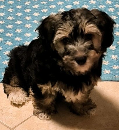 Bichon havanese