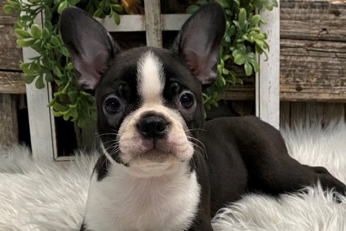 Boston terrier kölykök kaphatók