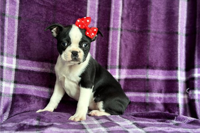 Boston terrier kölykök kaphatók