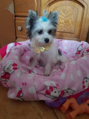 Biever yorki yorkshire