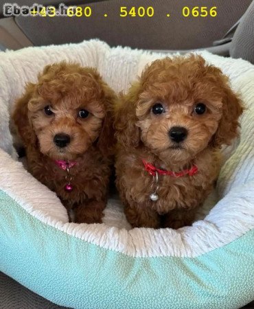 Toy  Uszkár babák elérhetőek !