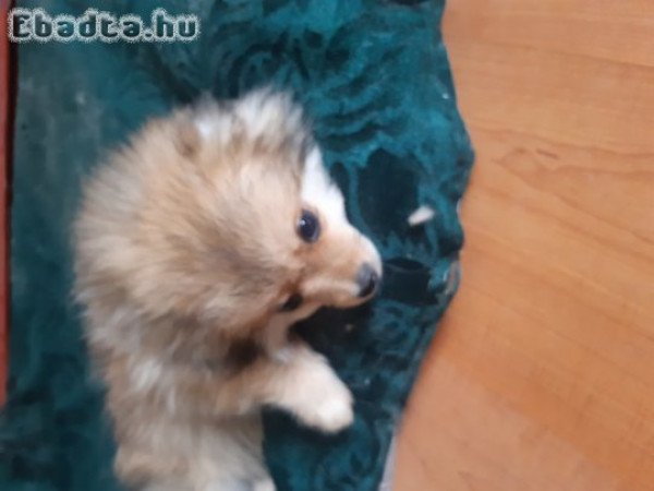 3 kisfiú és 1 kislány spitz keresi új családját