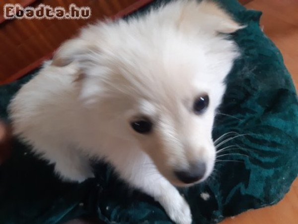 3 kisfiú és 1 kislány spitz keresi új családját