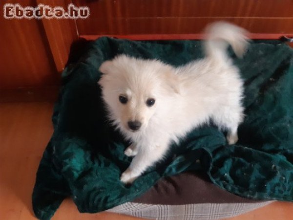 3 kisfiú és 1 kislány spitz keresi új családját