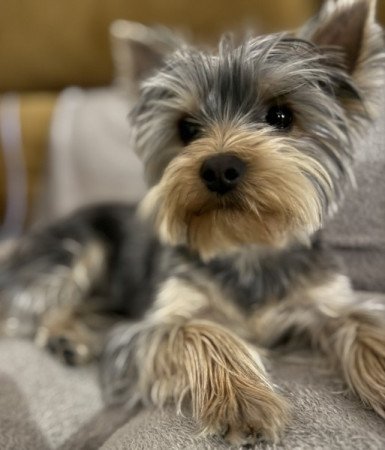 Yorkshire terrier