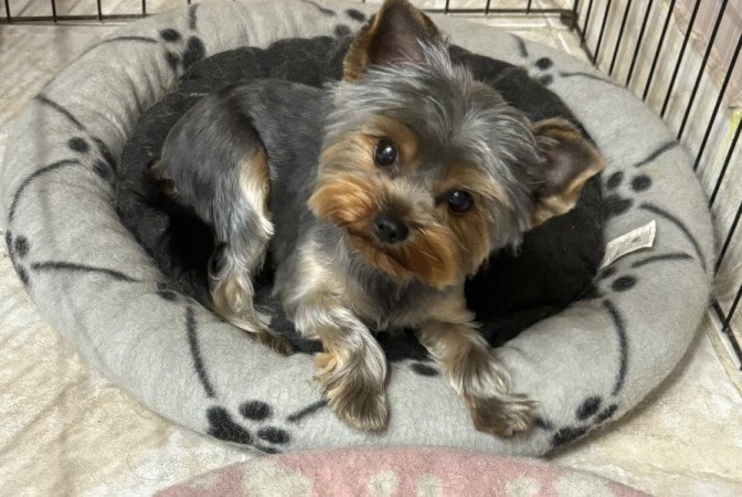 Yorkshire terrier