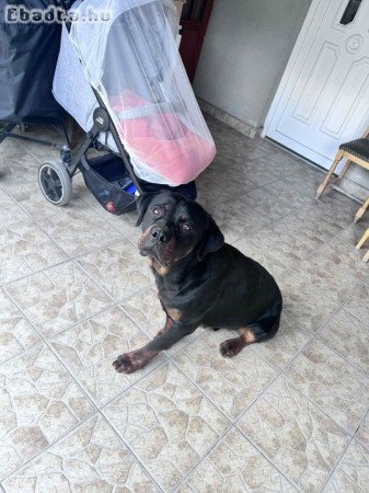 Eladó Rottweiler kan