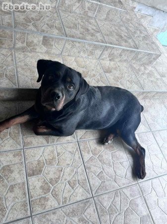 Eladó Rottweiler kan