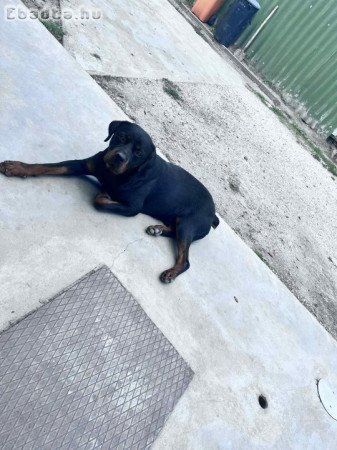 Eladó Rottweiler kan