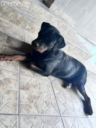 Eladó Rottweiler kan