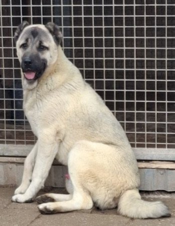 Kangal