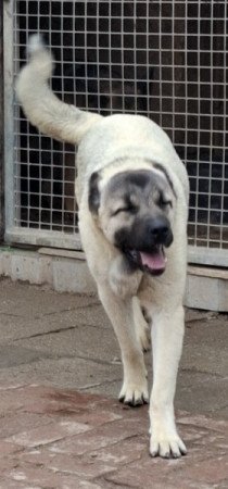 Kangal