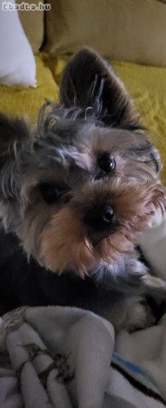 Családi okok miatt elajándékoznánk yorki kutyánkat