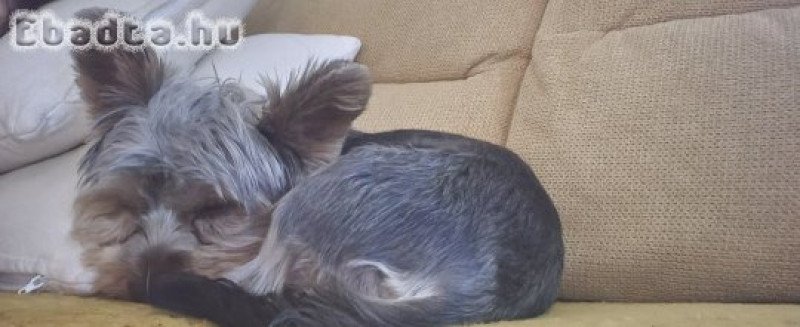 Családi okok miatt elajándékoznánk yorki kutyánkat