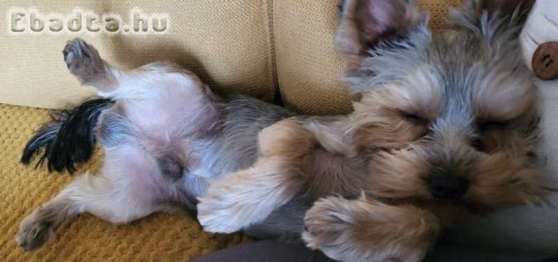 Családi okok miatt elajándékoznánk yorki kutyánkat