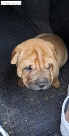 Shar pei kislány gazdit keres