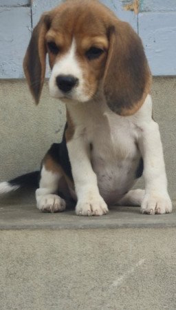 Beagle