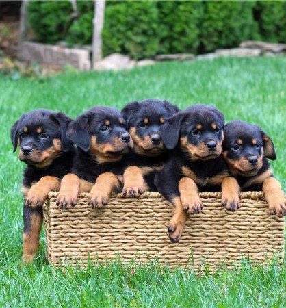 Rottweiler kölykök kaphatók