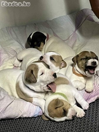 Jac russel  kutyusok