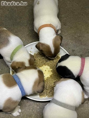 Jac russel  kutyusok