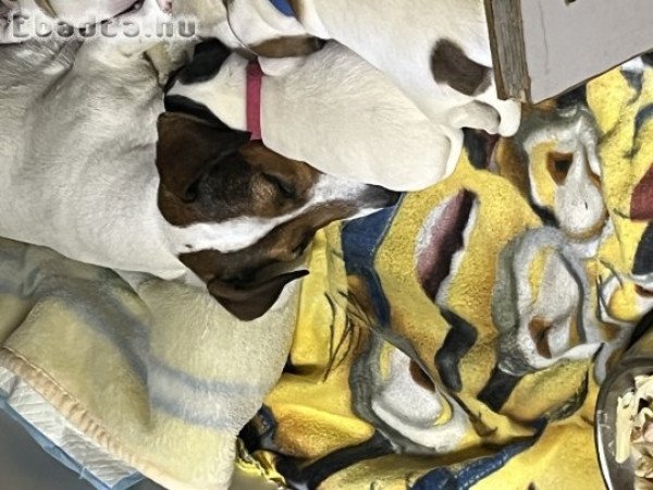 Jac russel  kutyusok