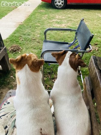 Jac russel  kutyusok