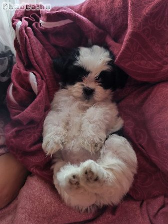 Shitzu kölykök