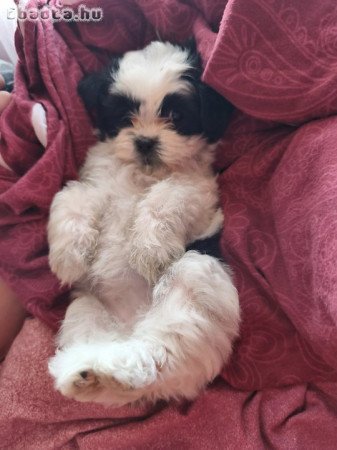 Shitzu kölykök