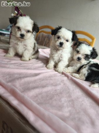 Shitzu kölykök